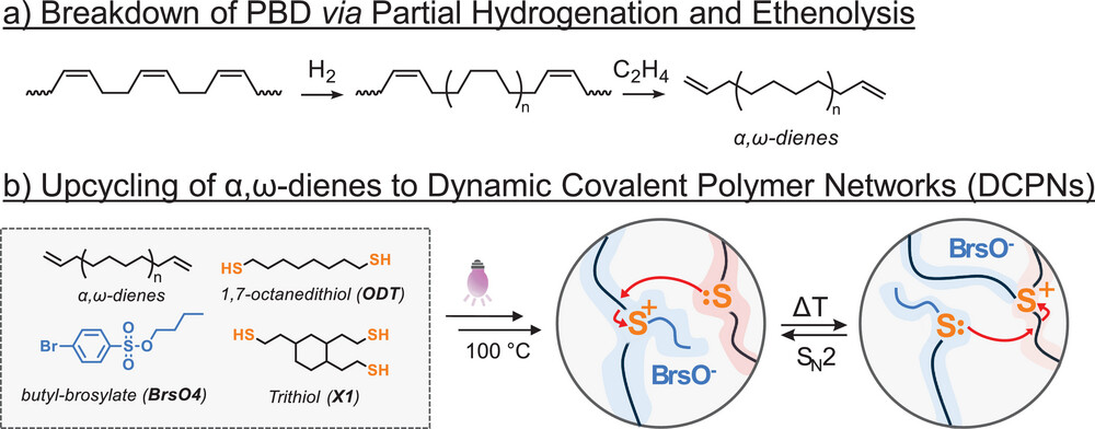 Chemical Upcycling of Polybutadiene Into Polyolefin-Based Dynamic Covalent Polymer Networks